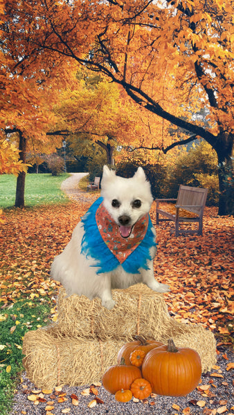 Kiki Kouture Dogs in Sweaters