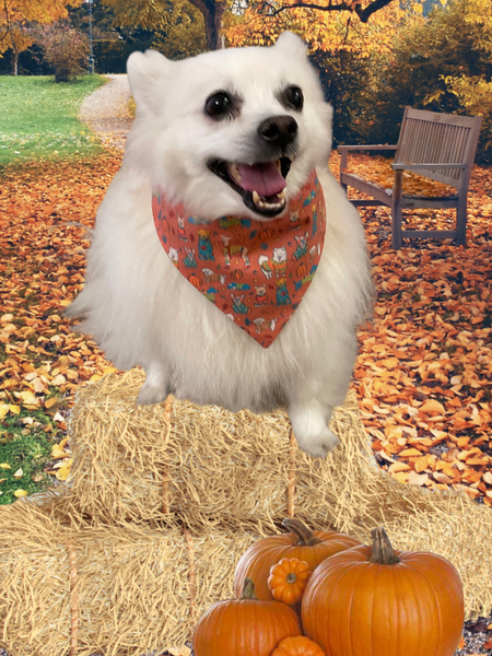 Kiki Kouture Dogs in Sweaters