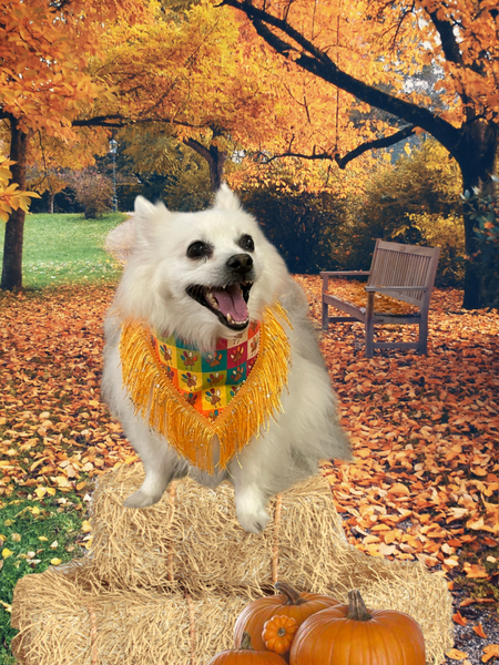 Kiki Kouture Paw Print Turkey