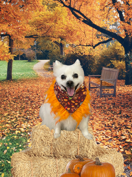 Kiki Kouture Fall Friends Dog Bandana