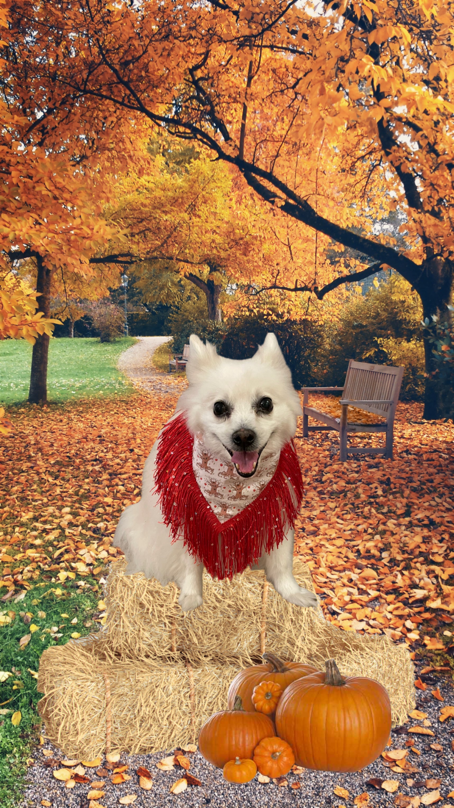 Kiki Kouture Apple Tree w/ Face Dog Bandana