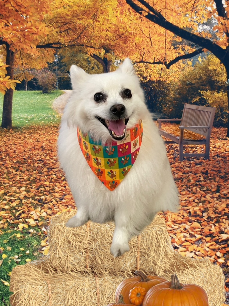 Thanksgiving Dog Bandana Designs - Dog SVG and Cut Files for Crafters Thanksgiving Dog Bandana Designs - Dog SVG and Cut Files for Crafters