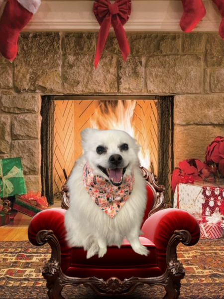 The Nut Cracker Dog Bandana